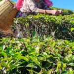 WhatsApp Image 2025-03-10 at 11.54.16 AM